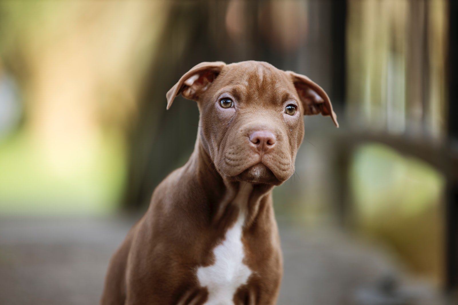 brown and white american pitbull terrier mix puppy