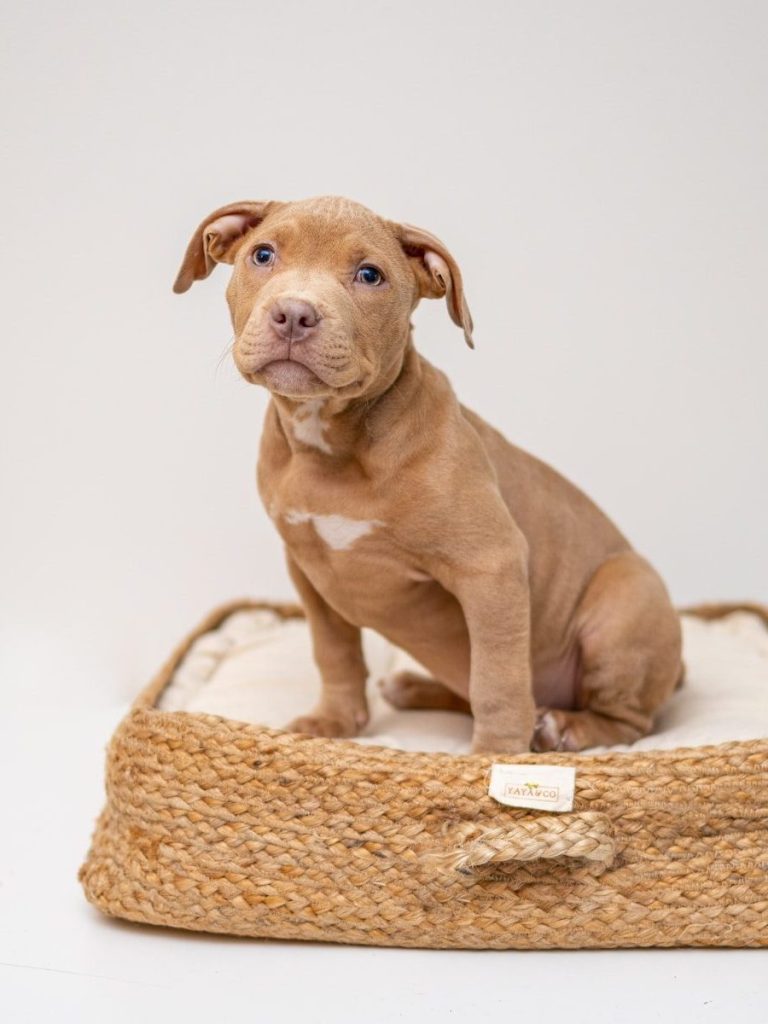 brown short coated puppy on brown wicker basket